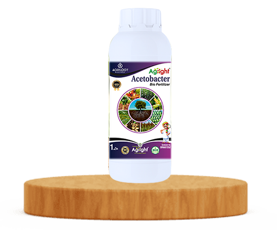 Acetobacter